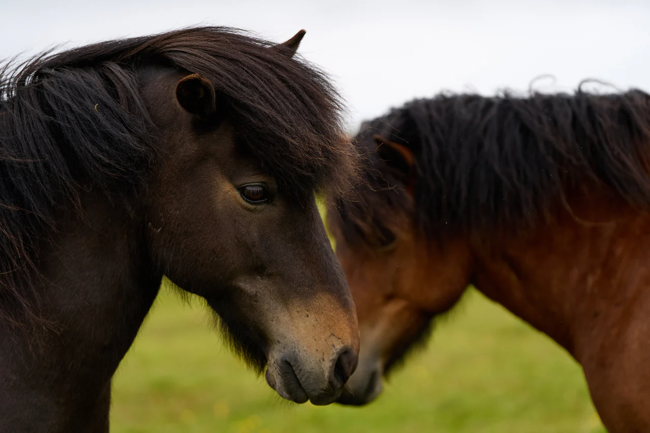 Two shaggy horses, one dark and one bay, heads close together against green grass